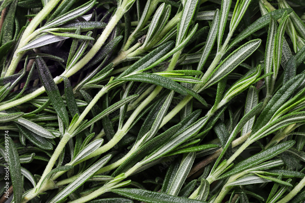 Rosemary sprigs close-up background. The view from top Rosemary sprigs close-up background. The view from top