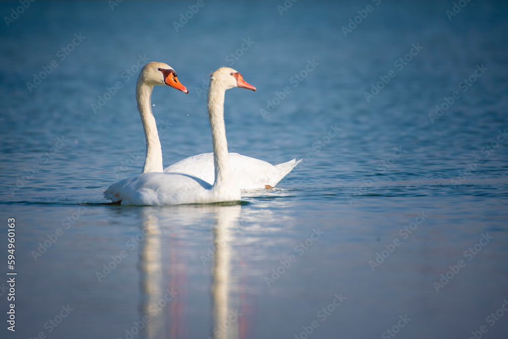 Fototapeta premium swan on the lake