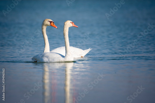 swan on the lake