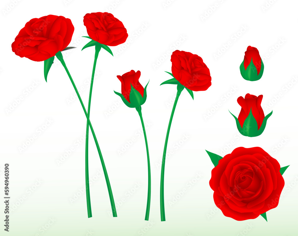 Obraz premium set realistic red roses flower isolated - 3d illustration