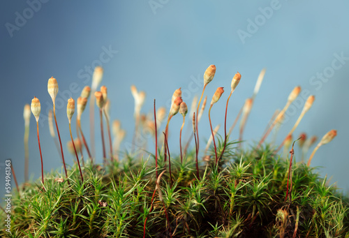 Macro of mossy hummock