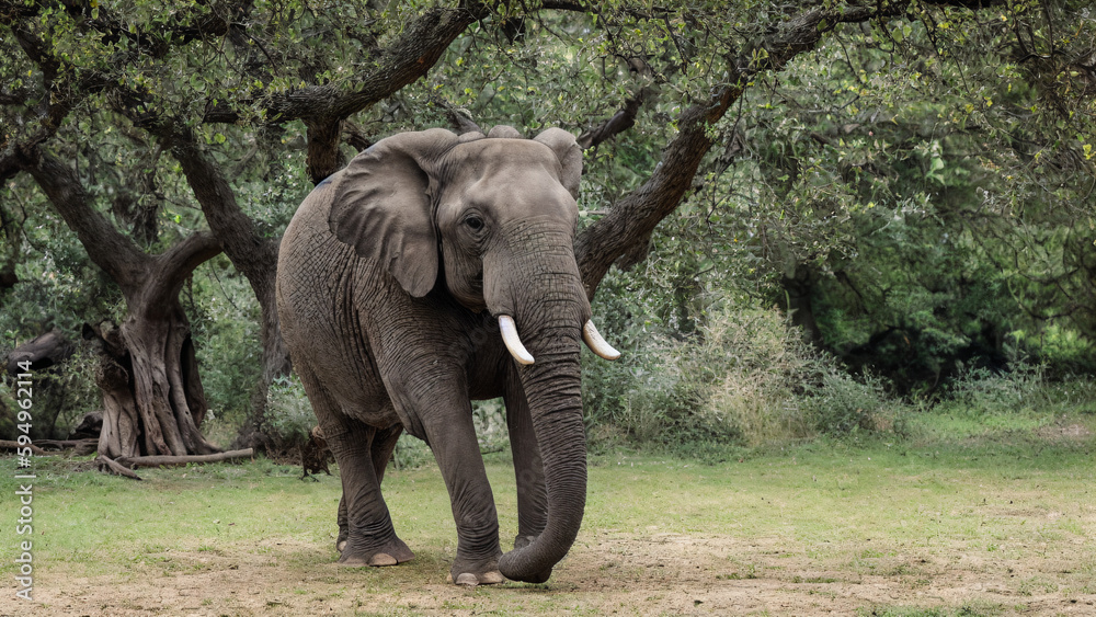 elephant nature Generative AI