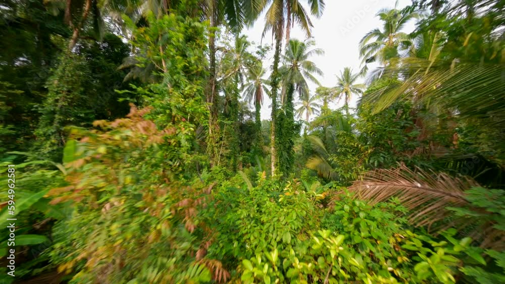 Flying through the lush tropical rainforest with dense foliage of towering trees, palm fronds, ferns, and exotic flora.