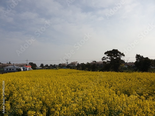 Jeju canola flowers