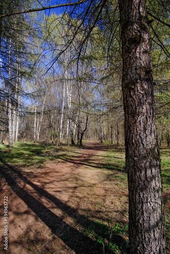 FOREST PATH ON A SUNNY SPRING DAY
