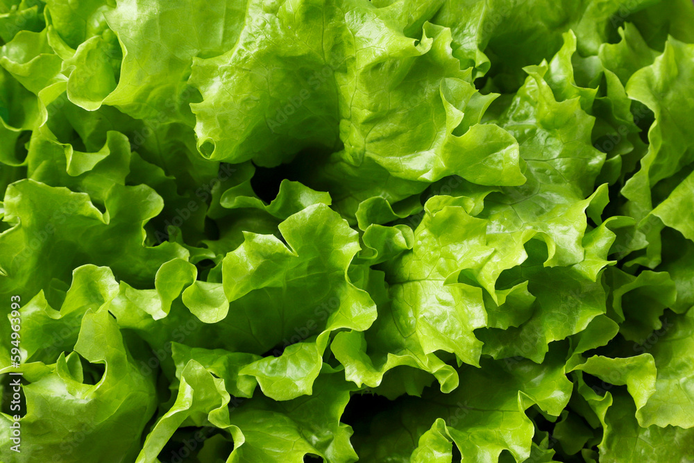 Lettuce leaves closeup, background. Healthy eating Lettuce leaves closeup, background. Healthy eating