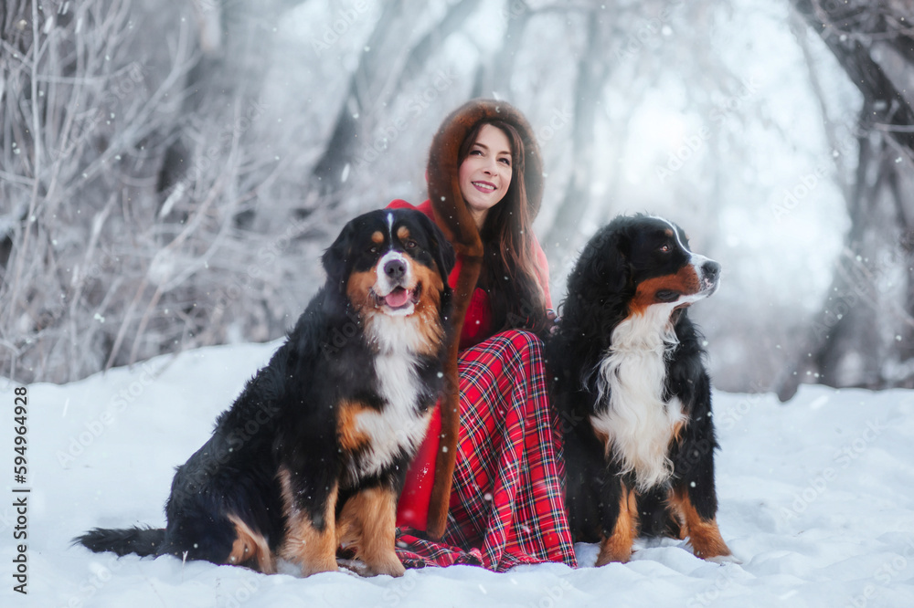 A young woman in medieval clothes in winter in the forest sits on the snow with dogs of the Bernese Mountain Dog breed.