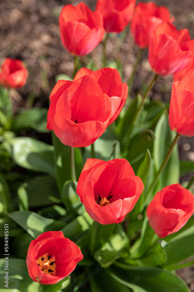 Bright Red Tulips Growing in a Flowerbed