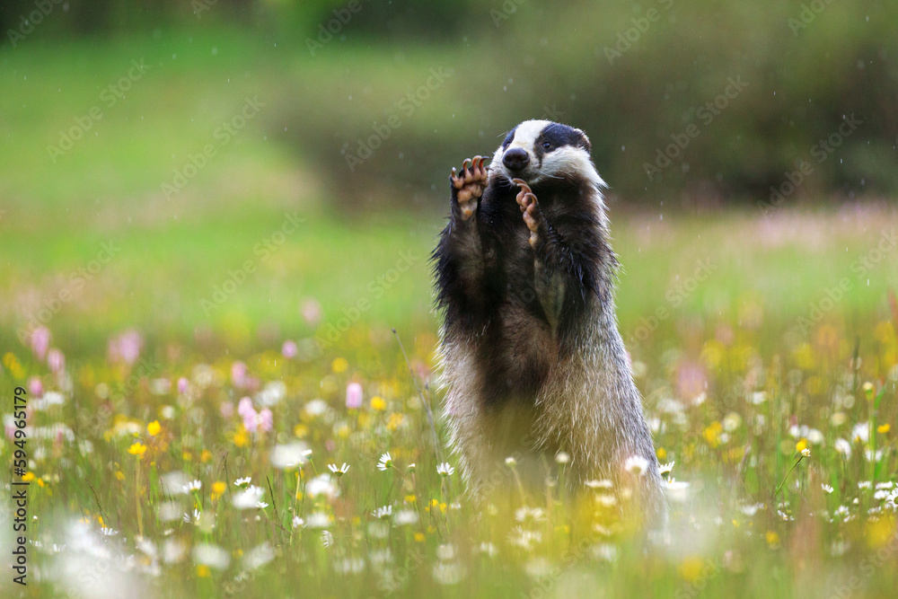 Obraz premium European badger, Meles meles, peeks out from flowered meadow, having front legs up and showing sharp claws. Cute wild animal in fresh spring rain. Black and white striped forest animal. Wildlife.