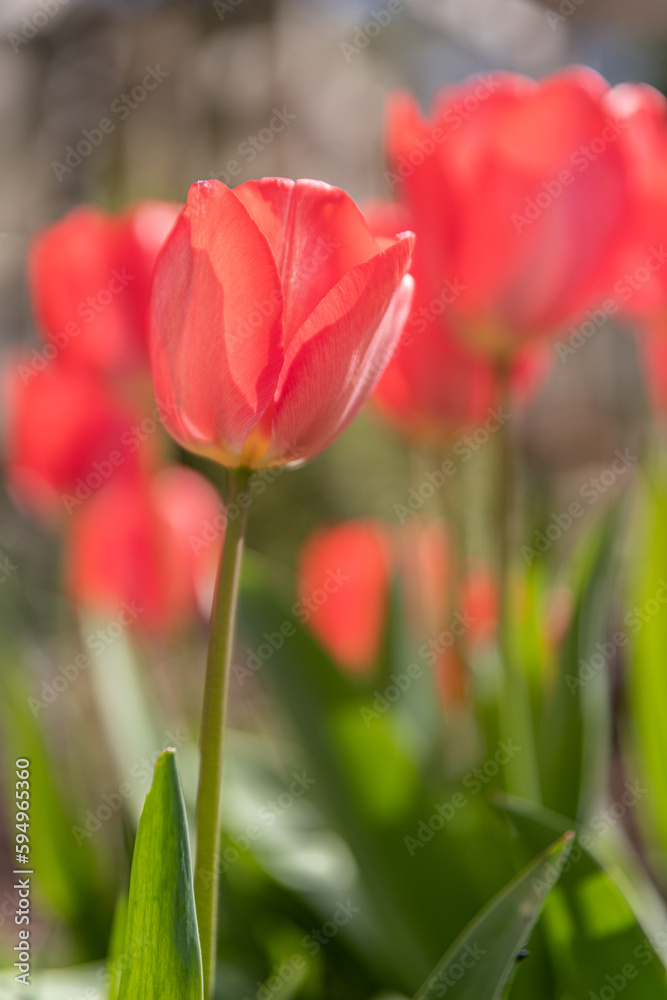 A Tulip in the Garden in the Sun