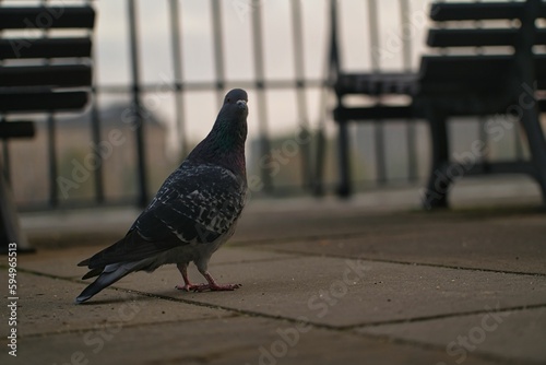 wild pigeons in a city © Augenblick_dd/Wirestock Creators