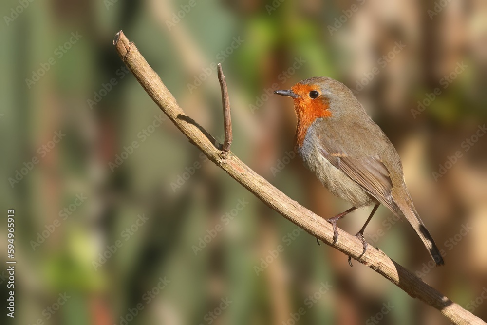 European robin bird perched atop a slender branch of a tall tree. European robin bird perched atop a slender branch of a tall tree.