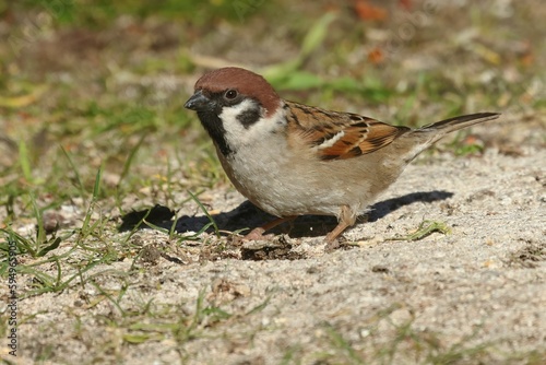 Closeup of a sparrow perched on the ground in a grassy landscape.