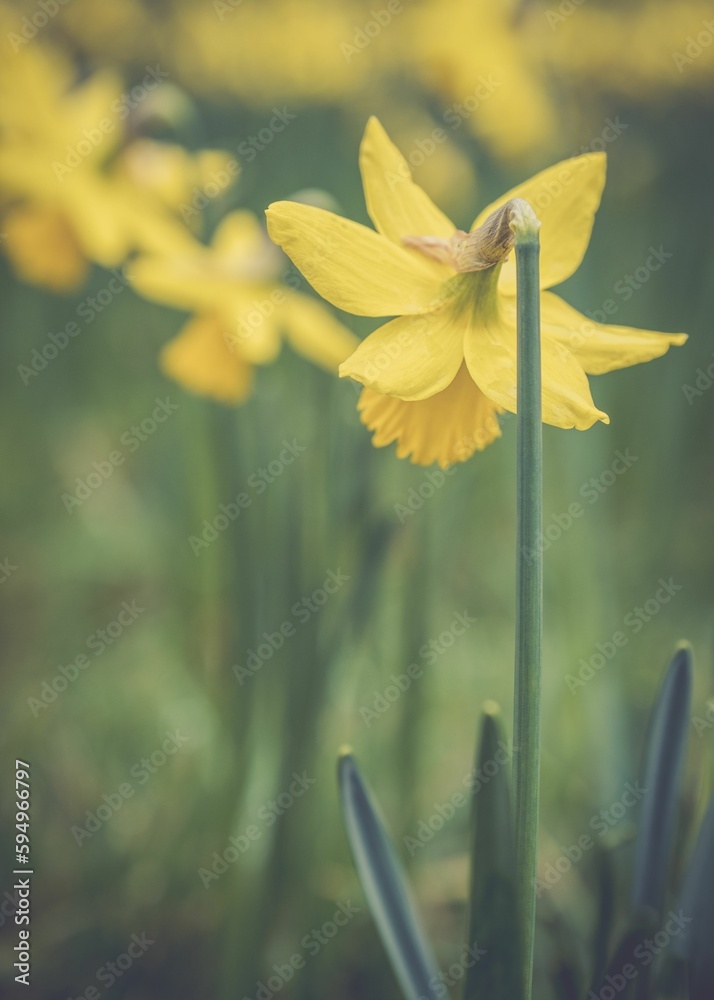 Obraz premium Vertical shot Wild daffodil flower in field