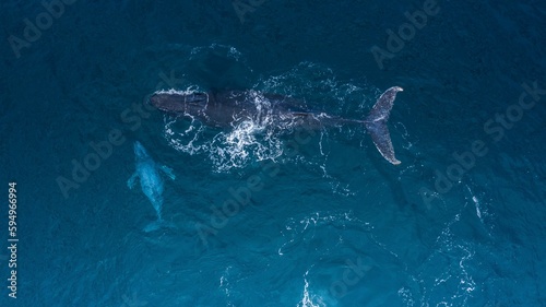 Aerial shot of a majestic adult whale and its calf swimming in the azure blue ocean waters. © Bruno Pedro/Wirestock Creators