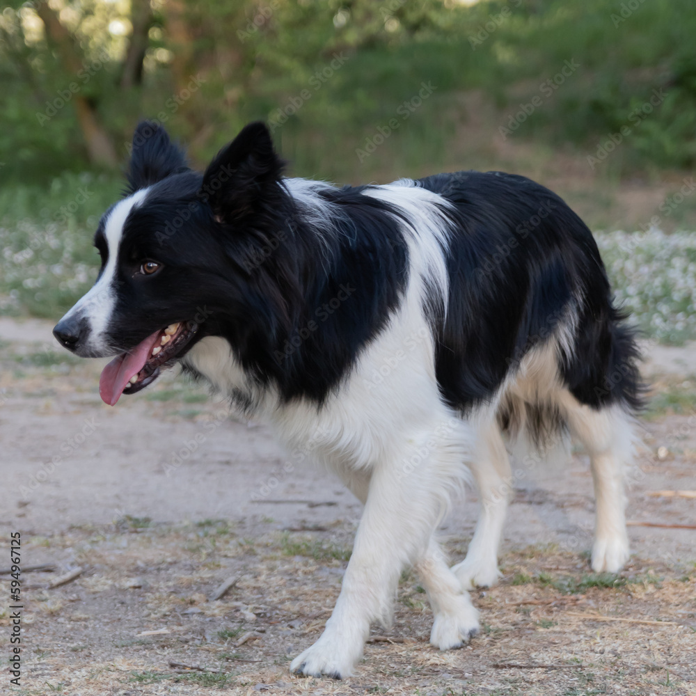 Portrait of a Border Collie. A black and white dog walking