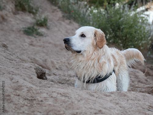 Fototapeta Naklejka Na Ścianę i Meble -  Portrait of a Golden Retriever. A dog playing with the sand.