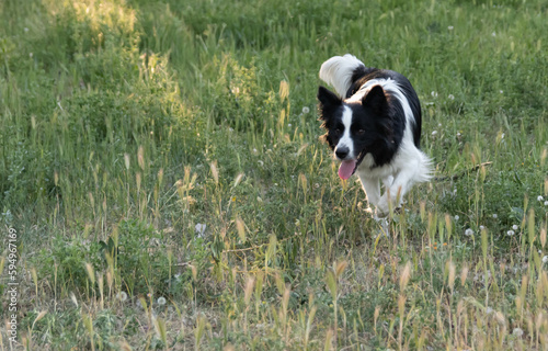 Portrait of a Border Collie dog playin with a joy expression.