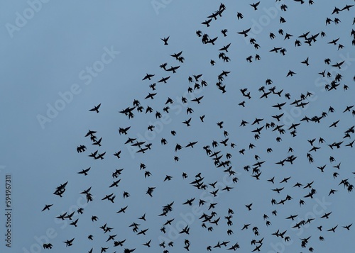 Canvas Print Majestic sight of a large flock of birds soaring against the blue sky