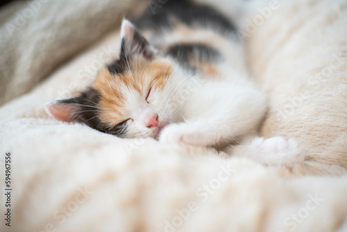 adorable tricolor spring kitten fast asleep on fluffy blanket in the comfort of home on the terrace, a moment of peace undisturbed kitten siblings