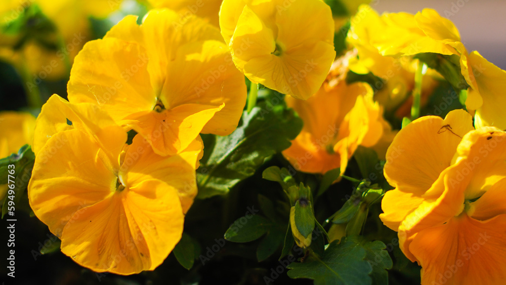 Naklejka premium Macro de pétales de fleurs, ornant un petit village