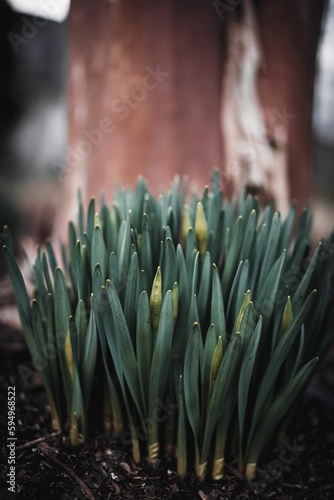 Vertical closeup shot of wild daffodil flowers growing in a garden