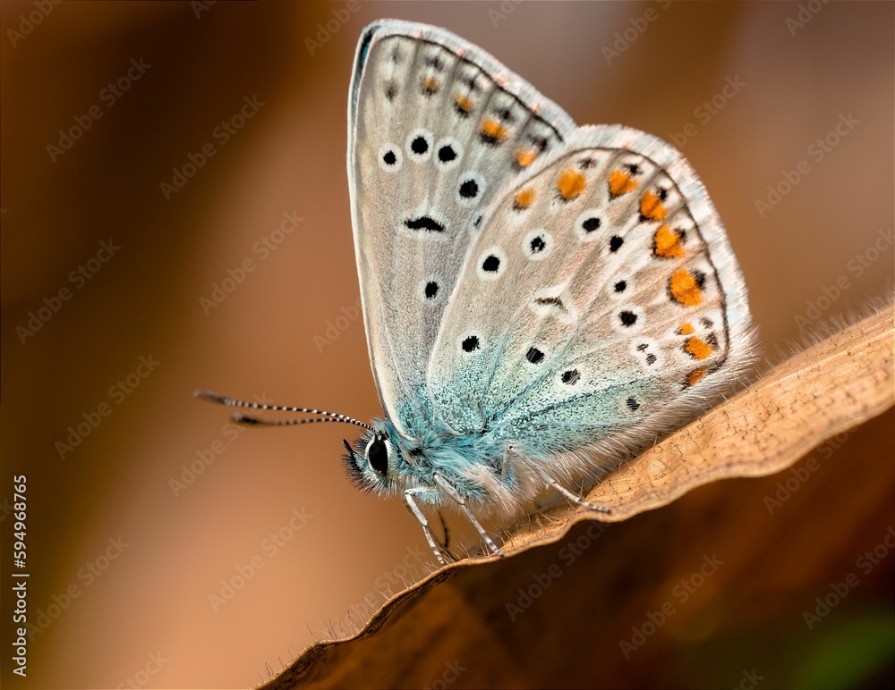 Obraz premium this is an image of a butterfly sitting on top of a leaf