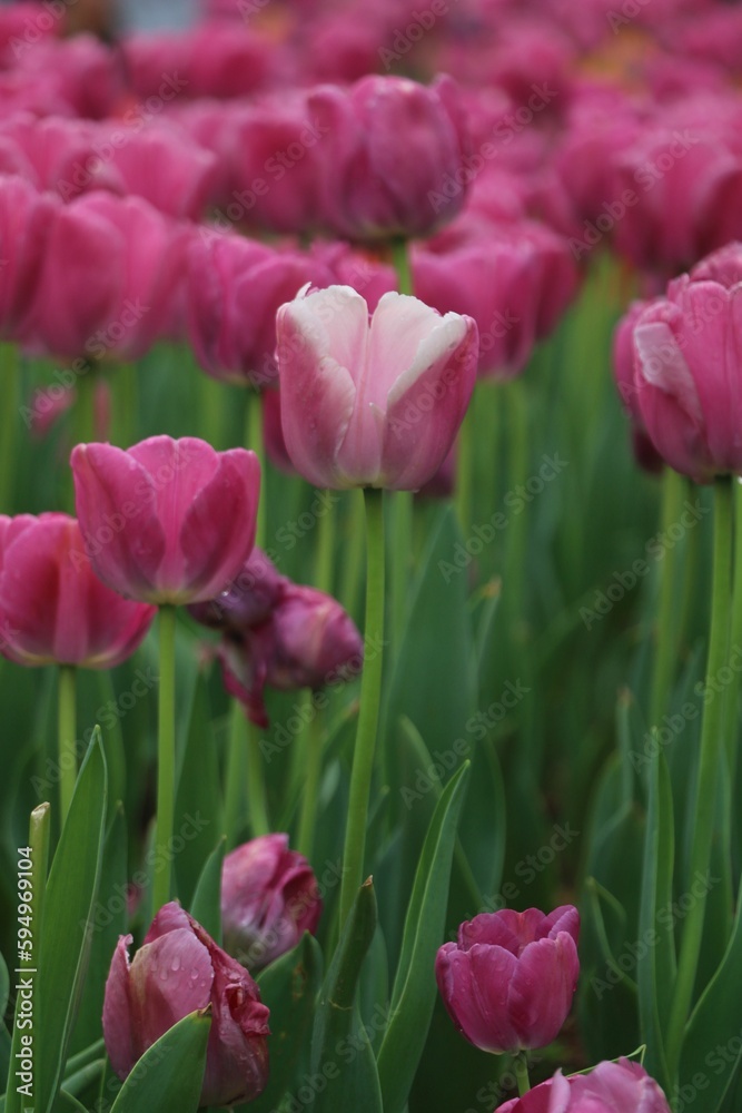 Vertical shot of purple tulips blooming in a lush field of tulips