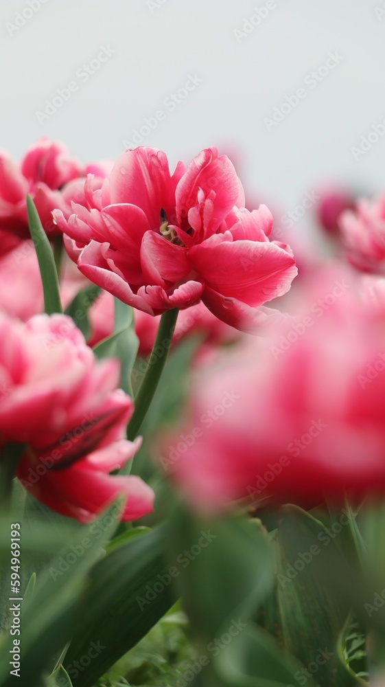 Vertical shot a blooming pink tulips terry in the lush field Vertical shot a blooming pink tulips terry in the lush field