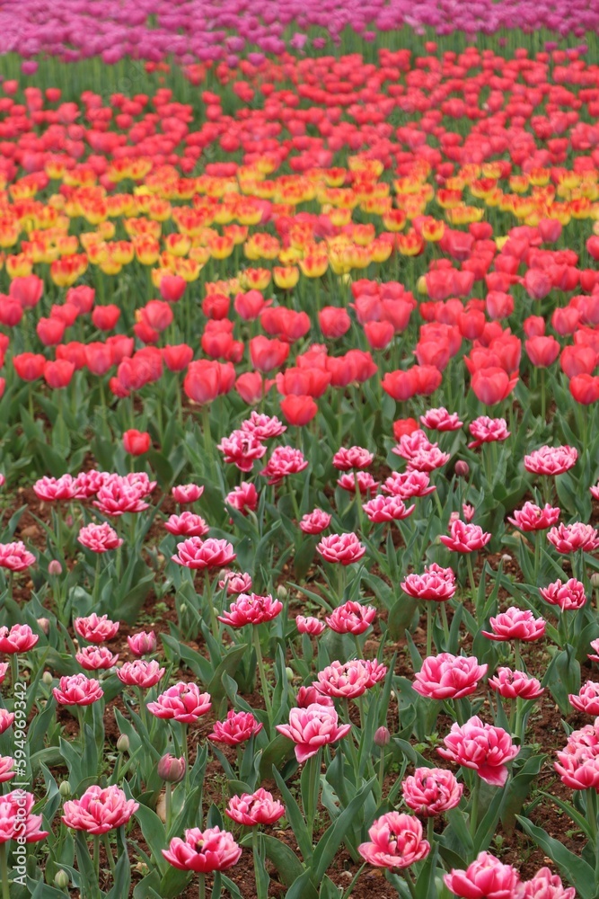 Closeup shot of a bright, colorful field of suncatcher tulips and pink tulips terry