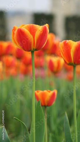 Vertical shot of short and tall tulip suncatcher blooming side-to-side in a lush field of tulips