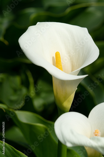 Fototapeta Naklejka Na Ścianę i Meble -  Beautiful white calla lily in the garden.