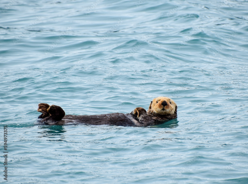 Fototapeta premium Sea otter floating in calm ocean water