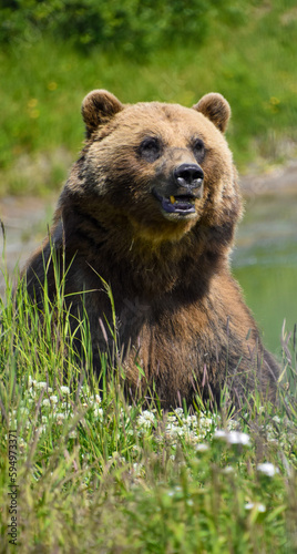 Alaskan brown bear sitting in grass field