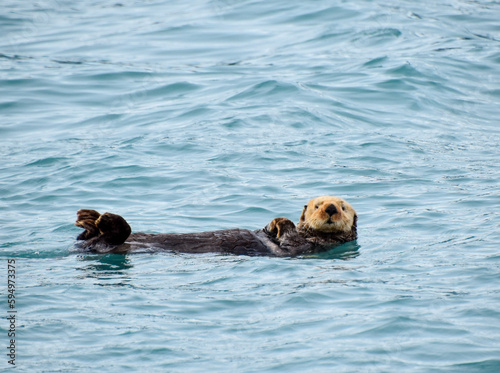 Sea otter floating in calm ocean water