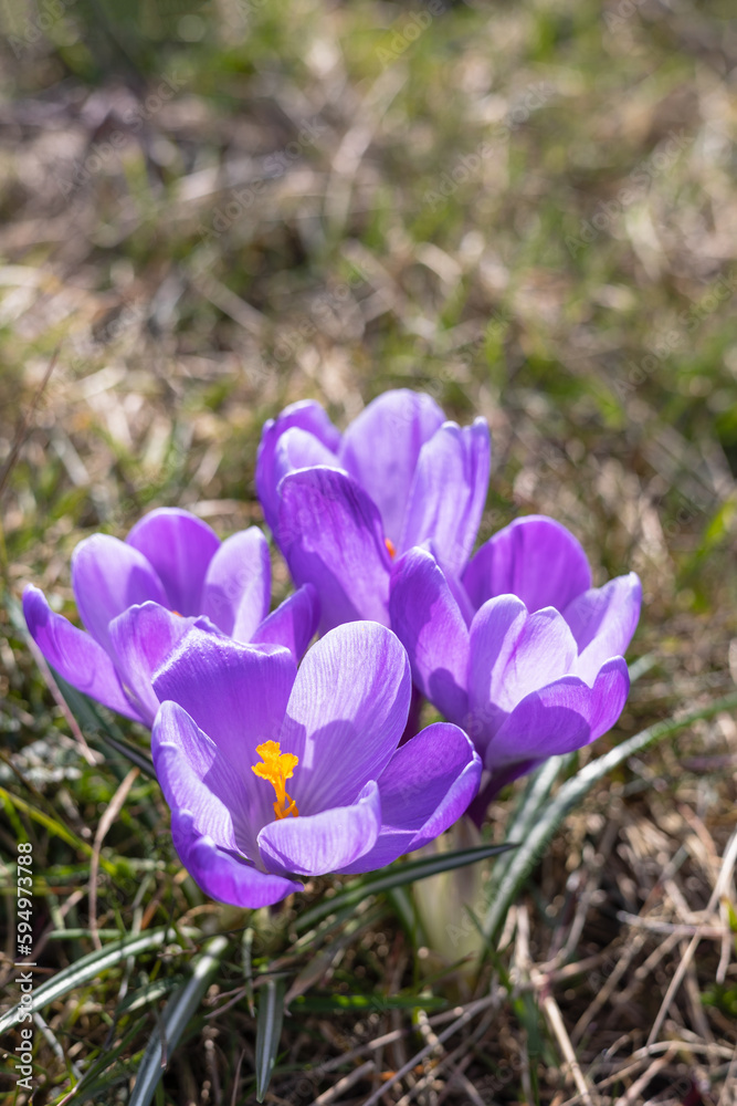 Purple blue crocus flowers in a garden. Typical spring flowers. Colorful crocus plants in the sunshine outdoors. Purple blue crocus flowers in a garden. Typical spring flowers. Colorful crocus plants in the sunshine outdoors.