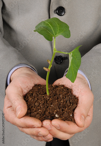 Palm Sapling as Symbol of Premium Nature Conservation Stock Photo