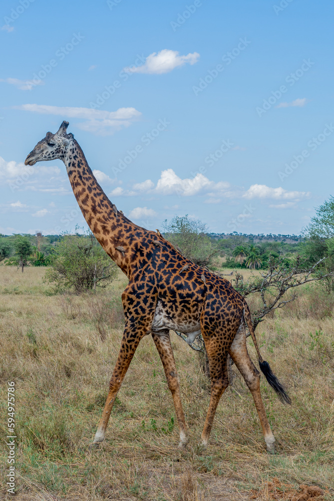 Obraz premium wild giraffe in Serengeti National Park in the heart of Africa