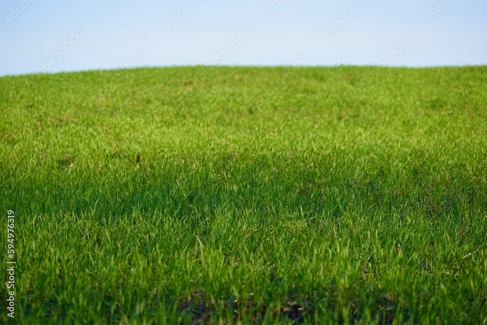 grass in the meadow in the spring in the countryside in the evening sun grass in the meadow in the spring in the countryside in the evening sun