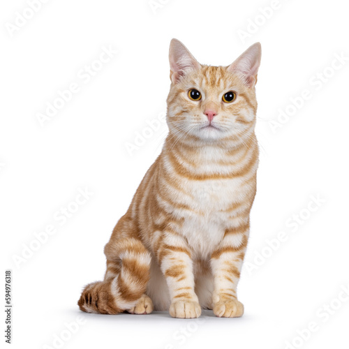 Cute young red silver purebred and pedigreed European Shorthair cat, sitting up facing front. Looking towards camera. Isolated on a white background.