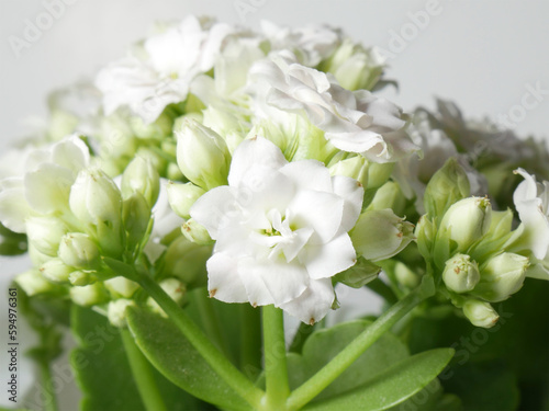 White flower kalanchoe and light background.