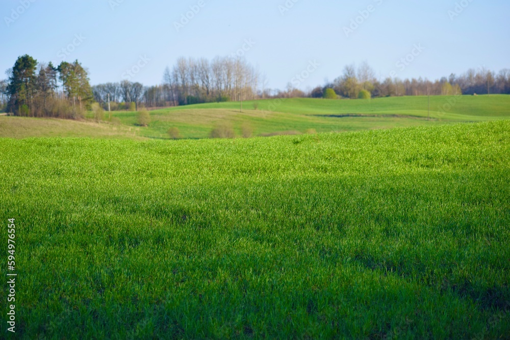 grass in the meadow in the spring in the countryside in the evening sun 