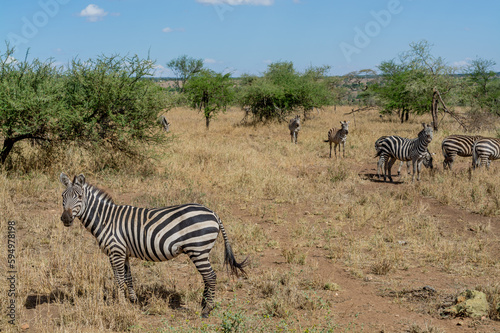 Wild zebra in serengeti national park