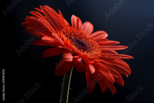 gerbera flower