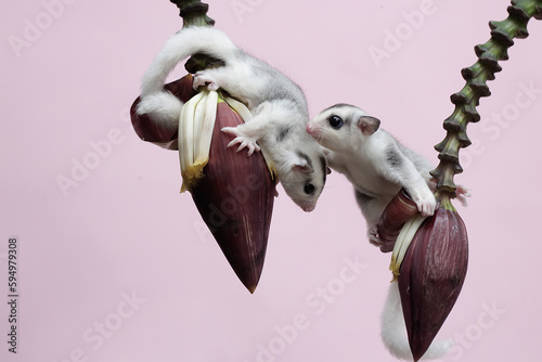 Fototapeta Naklejka Na Ścianę i Meble -  Two young sugar gliders were looking for food on wild banana flowers. This mammal has the scientific name Petaurus breviceps.