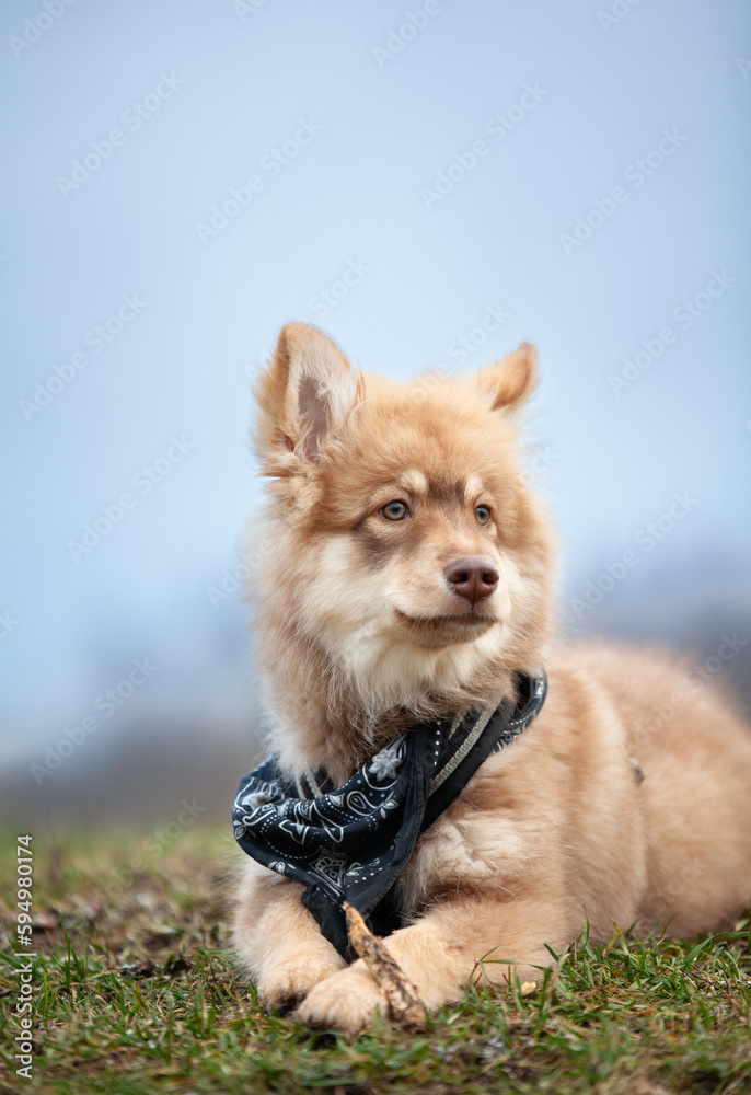 Puppy lying on the grass. Foggy day. Puppy lying on the grass. Foggy day.