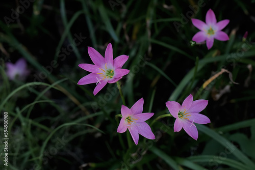 The beauty of the rain lily flower that blooms perfectly with full of morning dew. This pink flower has the scientific name Zephyranthes minuta. 