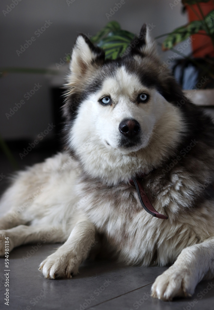 Close up photo of Siberian Husky with beautiful blue eyes. Happy pet concept. Close up photo of Siberian Husky with beautiful blue eyes. Happy pet concept.
