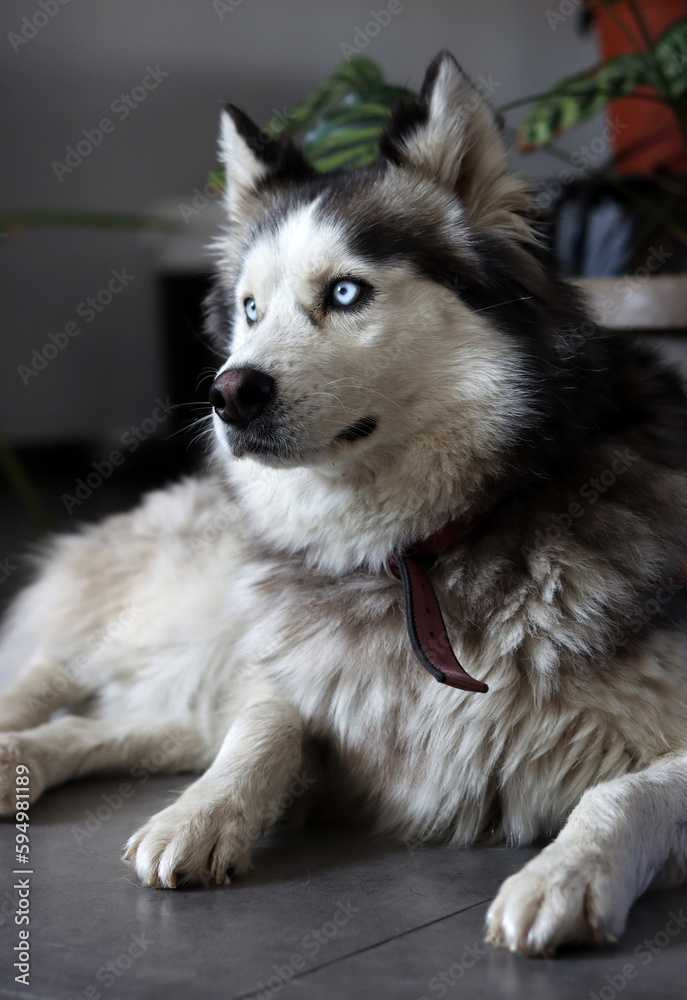 Close up photo of Siberian Husky with beautiful blue eyes. Happy pet concept. 