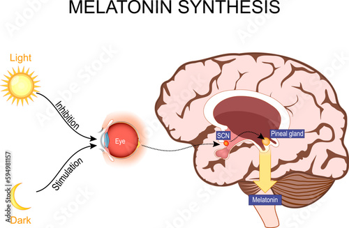 Melatonin and  Circadian rhythm regulation. Brain with pineal gland photo